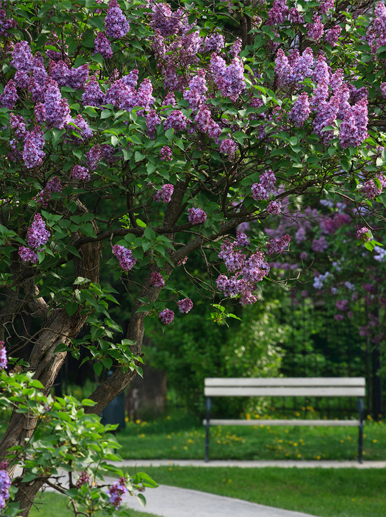 Парковое окружение — «Амурский парк» Парковое окружение — «Амурский парк»