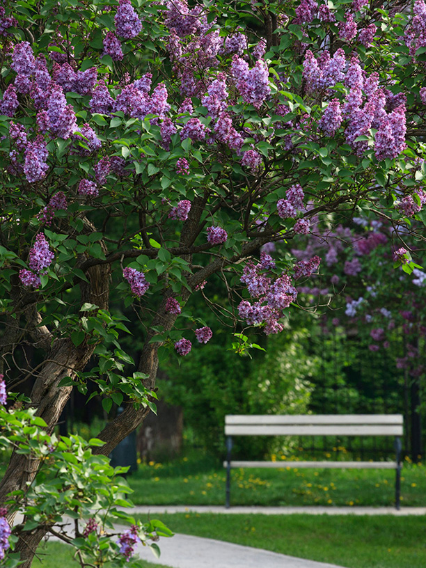 Парковое окружение — «Амурский парк»
