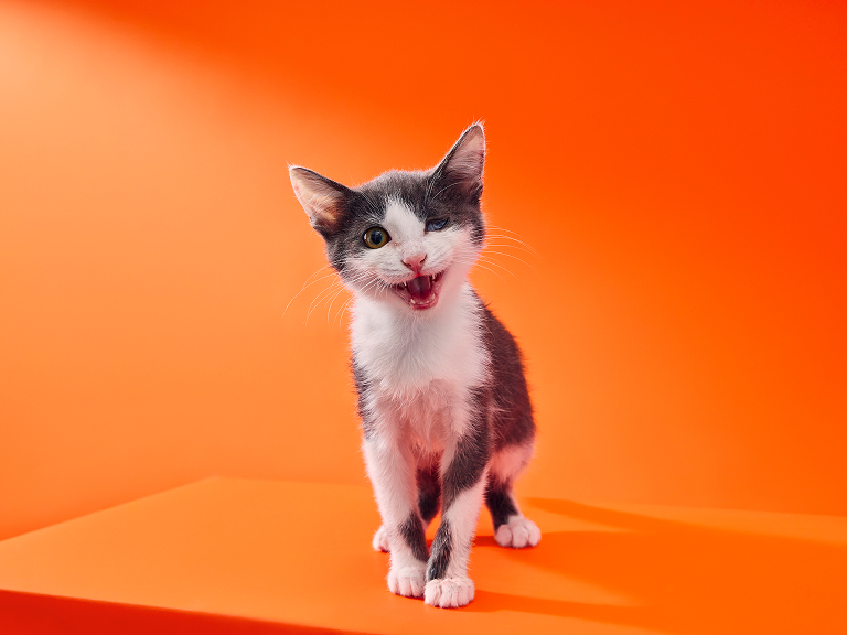 Топаз, 2 месяца Топаз, 2 месяца