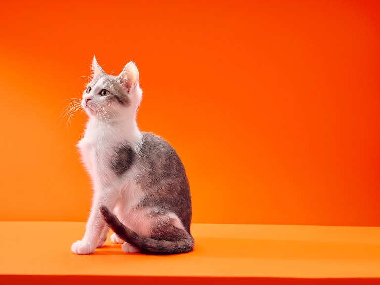 Лазурит, 2 месяца Лазурит, 2 месяца