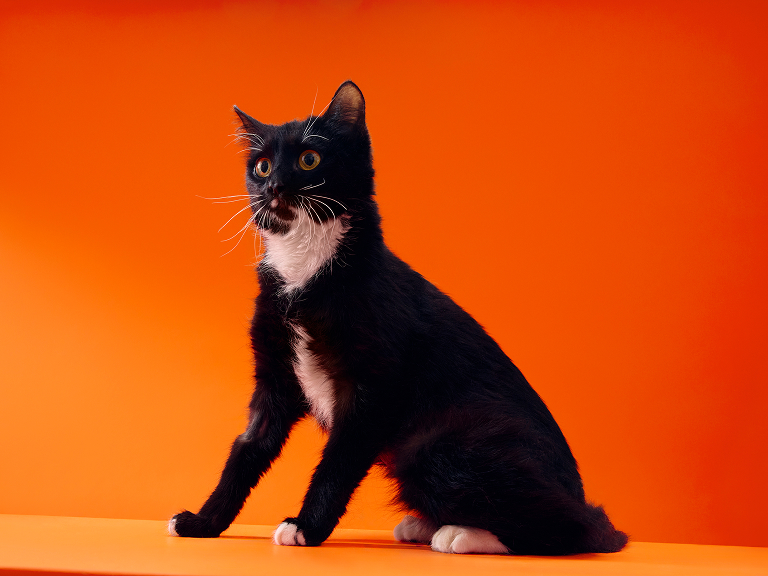 Шерл, 1,5 года Шерл, 1,5 года